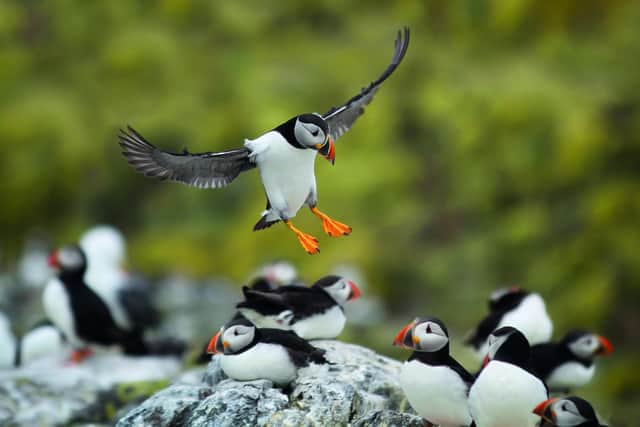 The chalk cliffs from Filey to Bridlington host one of the largest mainland puffin colonies in the UK. Photo courtesy of Mark Caunt/Shutterstock.