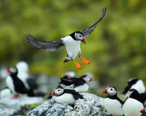 The chalk cliffs from Filey to Bridlington host one of the largest mainland puffin colonies in the UK. Photo courtesy of Mark Caunt/Shutterstock.