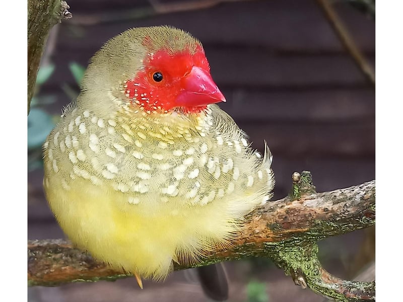 This vibrant star finch is full of character.