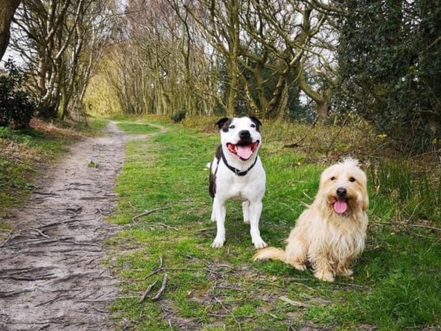 Joey and Bailey, submitted by Molly Malia.