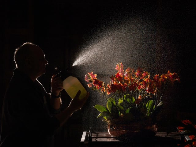 Spraying the stunning flowers.