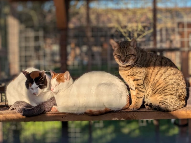 All the way from Dubai. To be re-homed together. Shyness is not a word we are familiar with.