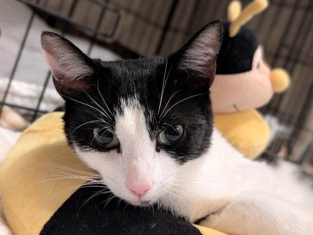 Here's the beautiful Bee Bee!