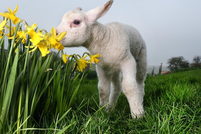 Having a sniff of the daffodils.