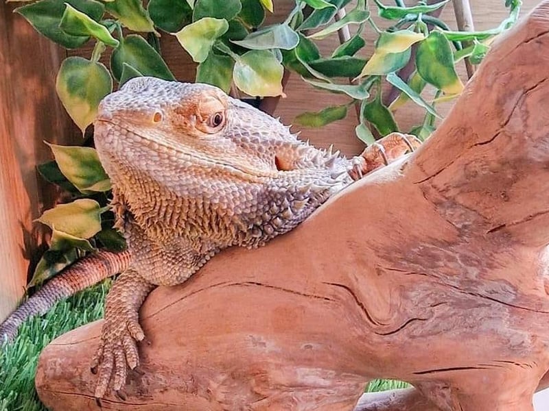 Geoffrey from Scarborough looking lovely.