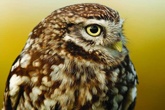 Little Owl - Jon Hawkins