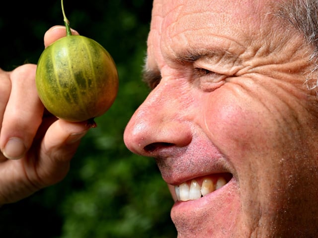 Egton Gooseberry Festival, record breaker Graeme Watson with his prize winner.