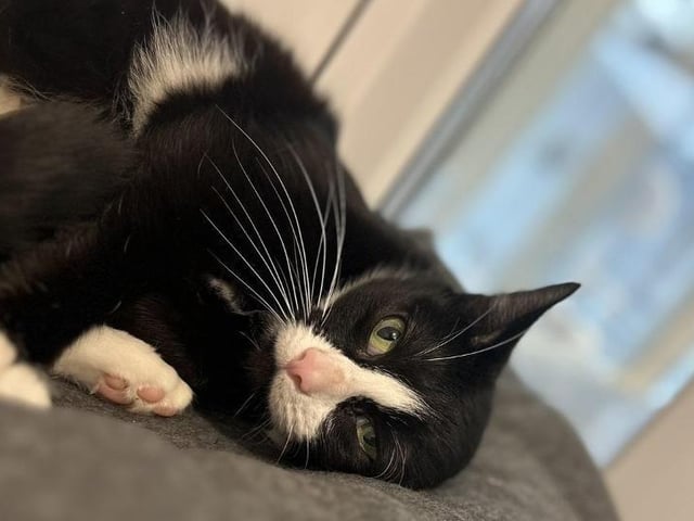 Hayley is a one-year-old Domestic Shorthair crossbreed, currently residing at the RSPCA in Bridlington. She is a calm, friendly loving girl who has had a hard start in life, and came into the RSPCA's care after having kittens, but after all the love and care she needed, she is now thriving and is a happy healthy girl. 
She loves lots of human company and cuddles, and would fit into any family! If you are interested, call 07712 459857.