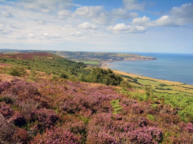 Barbara Bateman captures the heather in bloom at Ravenscar.