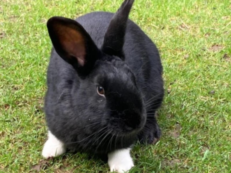 Socks is a male who is approximately 1-year-old. He is a friendly young rabbit who has been neutered and vaccinated. He was a stray from West Yorkshire and came to the rescue via Bunny Angels. Socks is not keen on other rabbits and has shown some aggression to others in the rescue, he may pair up with a gradual introduction to the right rabbit or he might be happy to live alone but be near other rabbits.