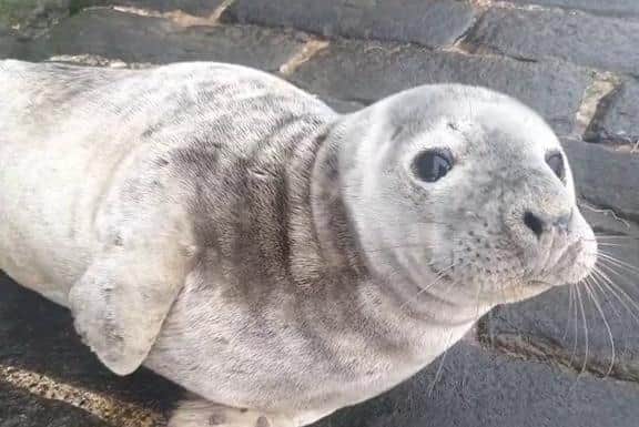 An injured seal was found washed up on the cobblestones of Bridlington harbour with multiple injuries to its fins