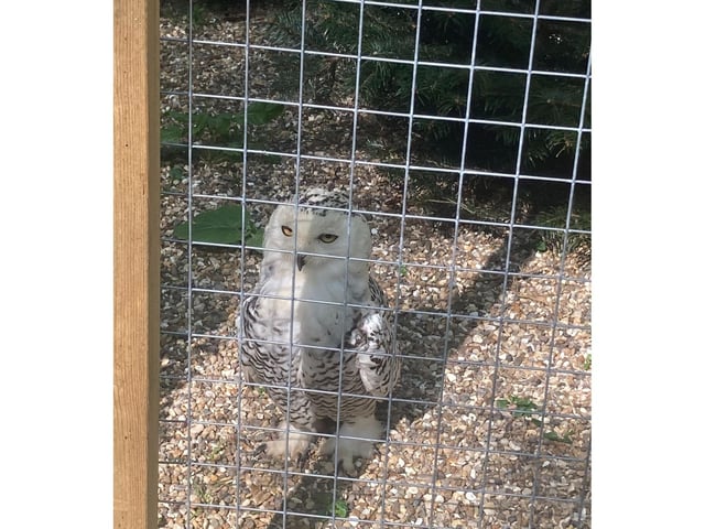 Unlike many owls who are nocturnal, Snowy Owls are active during both daytime and nighttime.