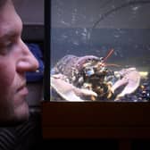 Joe Redfern of Whitby Lobster Hatchery will be attending the EFRA meeting in London.
