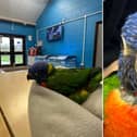 Stumpy the baby Lorikeet will have a bespoke 3D printed prosthetic leg to help him in his new home. Photo courtesy of Bridlington Animal Park.