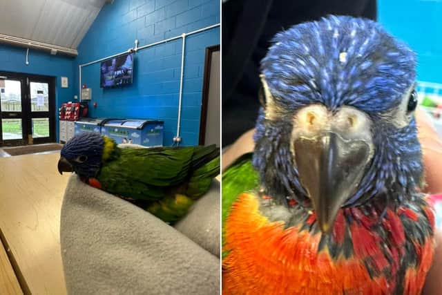 Stumpy the baby Lorikeet will have a bespoke 3D printed prosthetic leg to help him in his new home. Photo courtesy of Bridlington Animal Park.