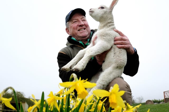 Farmer Percy Warters with one of the lambs.