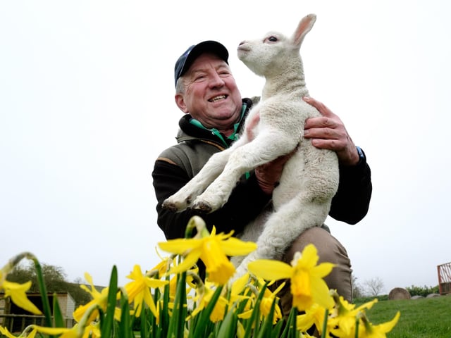 Farmer Percy Warters with one of the lambs.