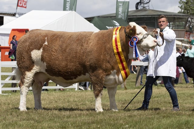 The winning cow in the Supreme Beef Championship on the third day of the show