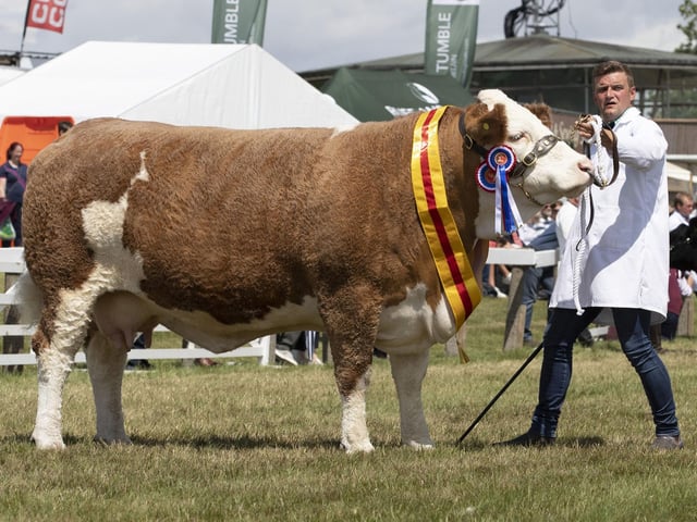 The winning cow in the Supreme Beef Championship on the third day of the show