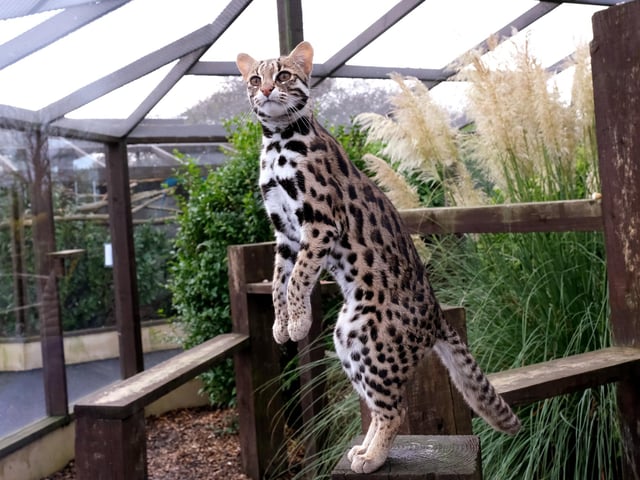 Jango the Asian Leopard Cat on the lookout