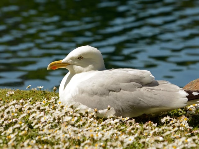 A gull soaks up the sunshine at Peasholm Park, by Barbara Bateman.