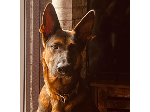 Zeus looking stunning.