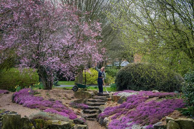 Head gardener Jill Ward pauses to admire the cherry blossom in full bloom in a carpet of flowering purple heather at Burnby Hall Gardens. Photo: Tony Johnson