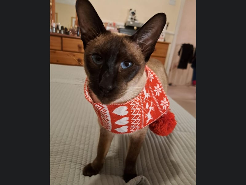 This Scarborough Siamese cat is called Lucy Lu, and they look beautiful in their festive scarf.