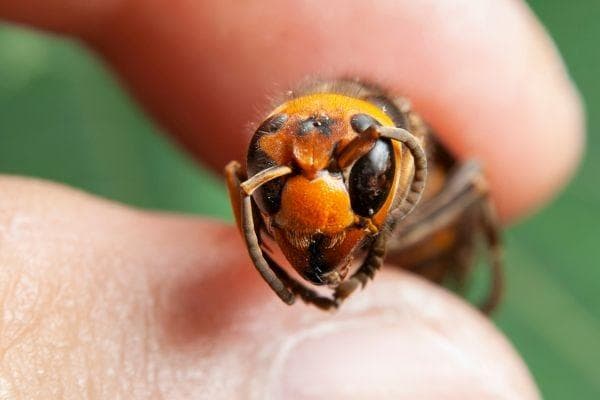 Asian Hornets: How to keep your home and garden safe