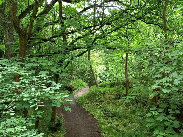 Woodland scene, Osgodby, Nr Cayton Bay.