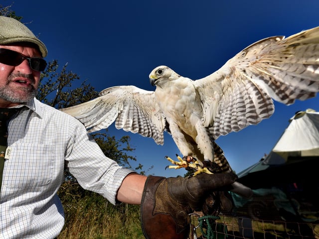 Mark Allen of North Yorkshire Moors Birds of Prey with one of the falcons