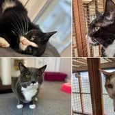 Here are the seven adorable cats that are looking for their forever home.