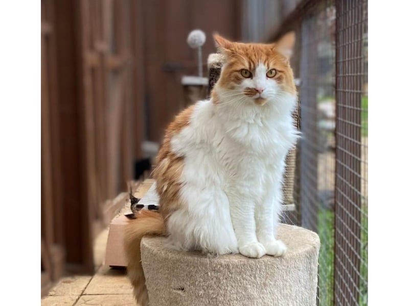 Stunning long haired male. Loves to flirt with the female cats he shares his living space with.