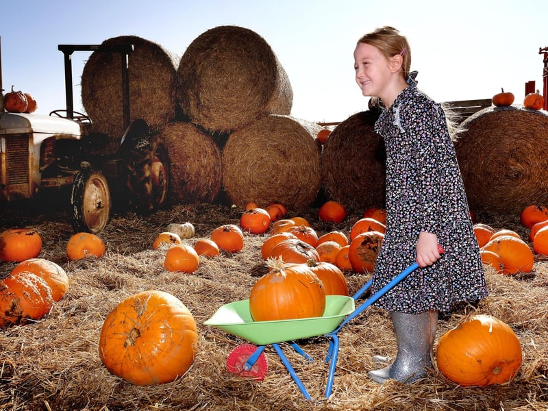 Humble Bee Farm is all set for Halloween this year with their Pumpkin Patch and Halloween Trail. Pick your very own pumpkin and carve it in the undercover barn, take an exciting walk around our Halloween or spend time with wonderful animals like Tilly the Shetland Pony, donkeys, goats, alpacas, guinea pigs, hens and ducks. Dates: Saturday 19 & 20 October – 10am, 11am, 12pm or 1pm. Wednesday 23 October – 10am, 11am, 12pm or 1pm. Saturday 26 to Thursday 31 October – 10am, 11am, 12pm or 1pm.