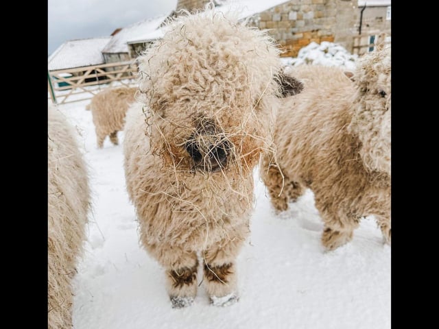 Mr Houlston's partner, Emma Smith, stayed at home to care for her sheep.
