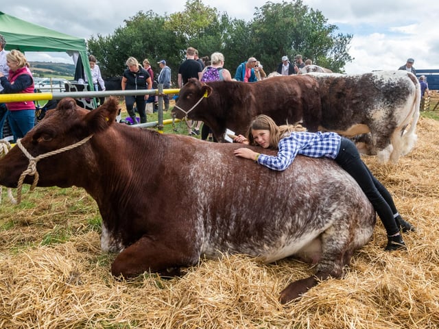 Jessie Barker, aged 11, of Appleton-le-Moors, North Yorkshire, takes time out from brushing down a Shorthorn called Gretchen.
