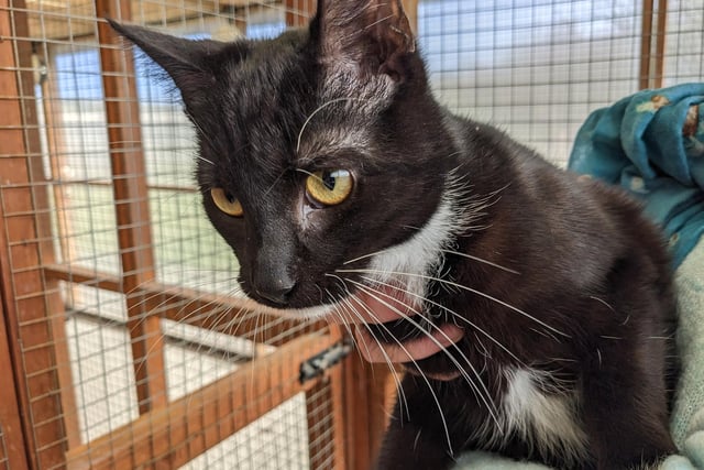 Ben is a one-year-old currently residing at the RSPCA in Scarborough. Ben came into the cattery with his brother Bill, and is a handsome little boy. He is very playful and mischievous and is also very affectionate, and loves cuddles. If you are interested, call 07926 364633.