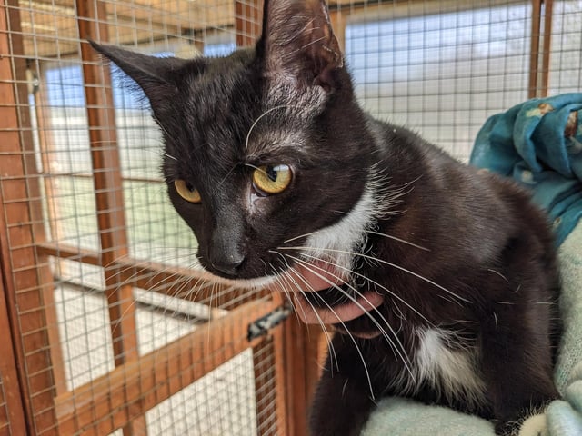 Ben is a one-year-old currently residing at the RSPCA in Scarborough. Ben came into the cattery with his brother Bill, and is a handsome little boy. He is very playful and mischievous and is also very affectionate, and loves cuddles. If you are interested, call 07926 364633.