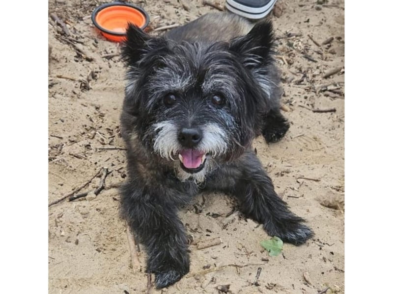 This is Hamish the Cairn Terrier, who was adopted from a rescue centre in Burton-on-Trent. He now lives in Whitby, enjoying the seaside.