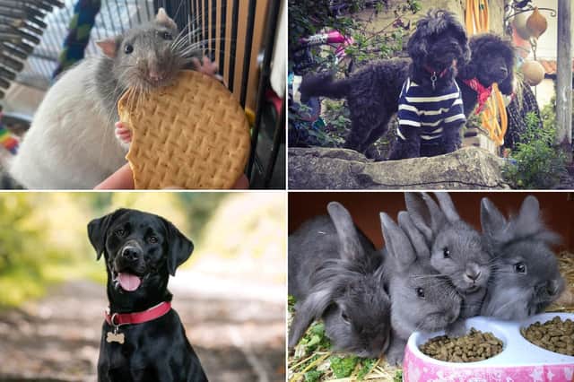 Check out all of the beautiful pets below!
