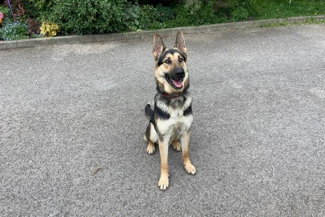 Koda is a twelve-month-old German Shepherd who is a lovely lad that came to the centre as his previous owner no longer wanted him. Koda is super intelligent and has shown to really enjoy learning new things. He is an active lad who loves getting out and about and making the most of every single moment. Koda is looking forward to a life filled with exciting adventures with his family.