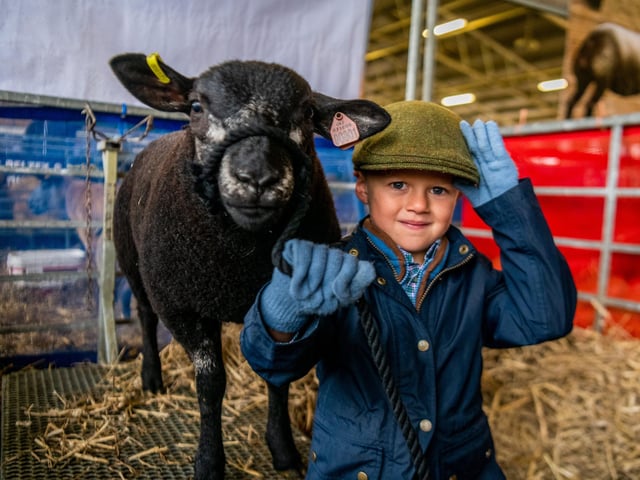 William Teanby, aged four, of Ealand near Scunthorpe, with a Blue Texel Ram