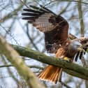 Red Kite  Image: James Hardisty