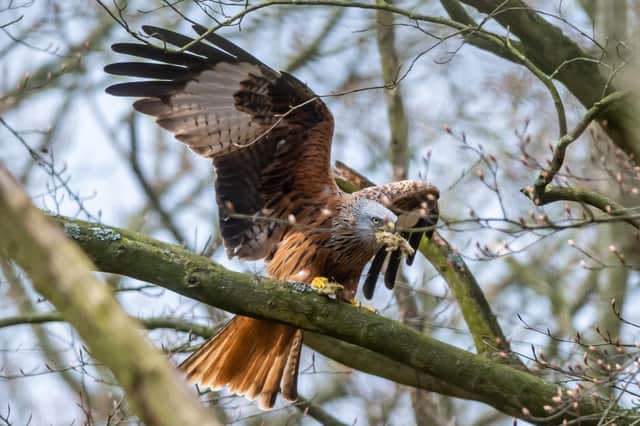 Red Kite Image: James Hardisty