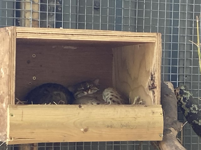 This Rusty Spotted Cat was having an afternoon nap in the shade.