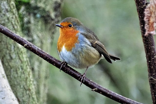 Beautiful robin redbreast.