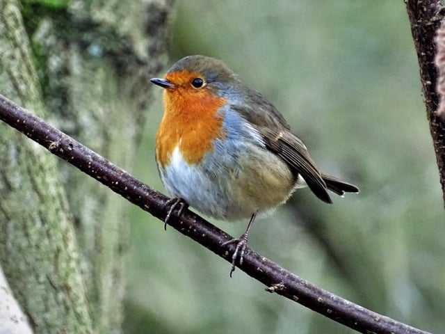 Beautiful robin redbreast.