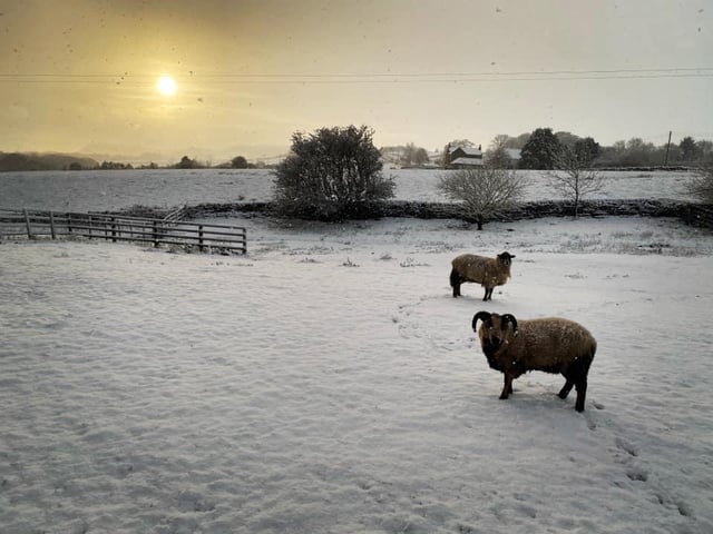 These sheep near Staintondale were captured this morning.