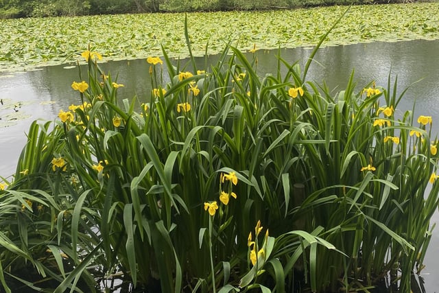 Iris and water lilies in bloom at Scarborough Mere, by Barbara Bussey.