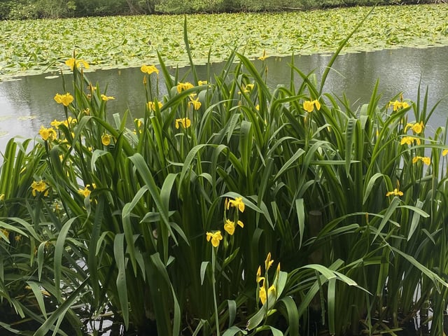 Iris and water lilies in bloom at Scarborough Mere, by Barbara Bussey.